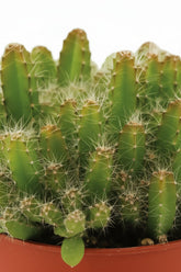 Hylocereus Undatus — Ø11 cm — H15 cm - Verdeia