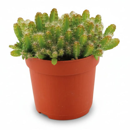 Hylocereus Undatus — Ø11 cm — H15 cm - Verdeia