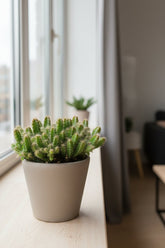 Hylocereus Undatus — Ø11 cm — H15 cm - Verdeia