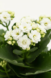 Kalanchoe blanc – Pot céramique doré bronze (Ø12 x H27 cm) - Verdeia