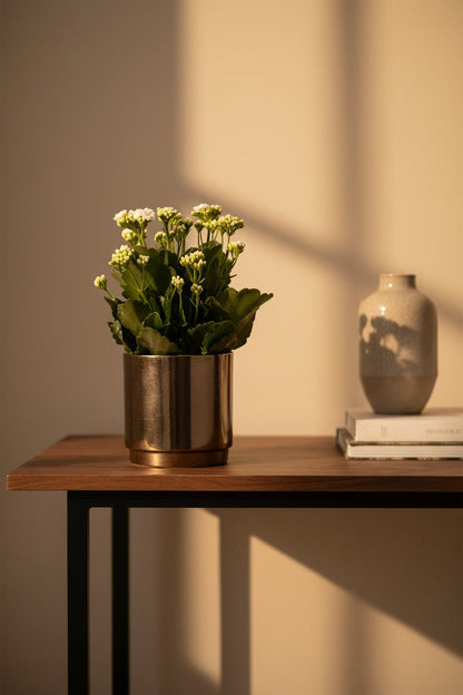 Kalanchoe blanc – Pot céramique doré bronze (Ø12 x H27 cm) - Verdeia
