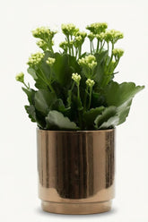 Kalanchoe blanc – Pot céramique doré bronze (Ø12 x H27 cm) - Verdeia