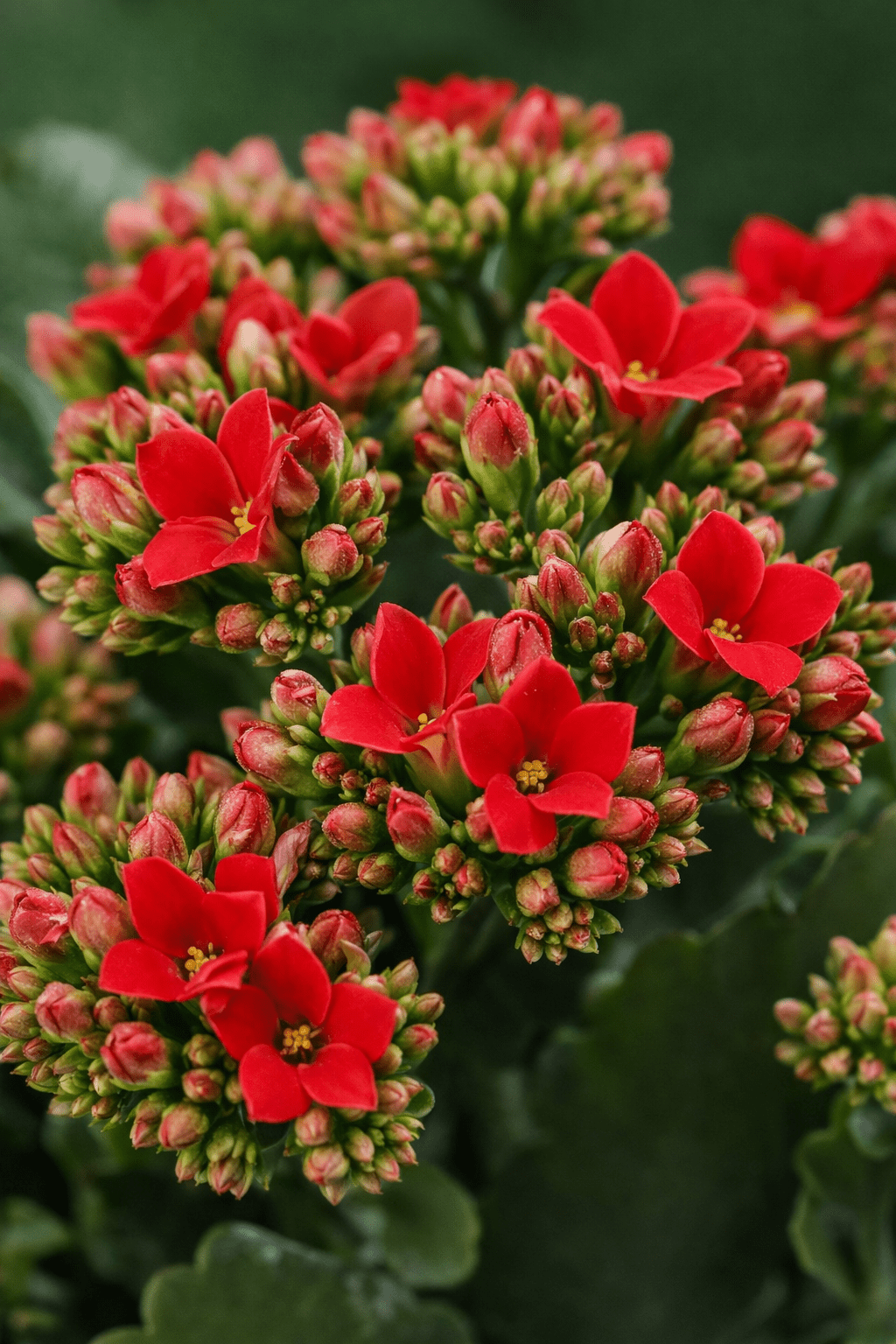 Kalanchoe Red + Pot céramique blanc — Ø12 cm — H27 cm - Verdeia