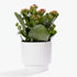 Kalanchoe Red + Pot céramique blanc — Ø12 cm — H27 cm - Verdeia