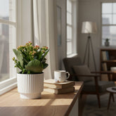 Kalanchoe Red + Pot céramique blanc — Ø12 cm — H27 cm - Verdeia