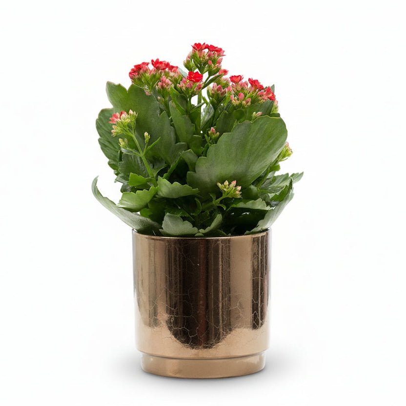 Kalanchoe Red + Pot céramique bronze doré — Ø12 cm — H27 cm - Verdeia