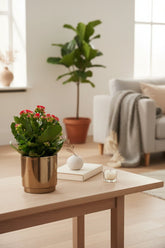 Kalanchoe Red + Pot céramique bronze doré — Ø12 cm — H27 cm - Verdeia