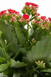Kalanchoe Red + Pot céramique bronze doré — Ø12 cm — H27 cm - Verdeia