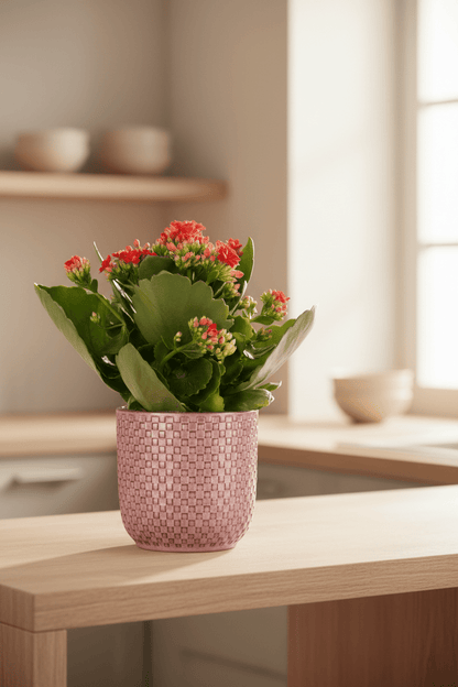 Kalanchoe Rosalina Don Justino — Flaming Katy — Ø12 cm — H30 cm + Pot relief rose - Verdeia