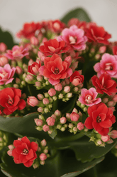 Kalanchoe Rosalina Don Justino — Flaming Katy — Ø12 cm — H30 cm + Pot relief rose - Verdeia