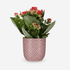 Kalanchoe Rosalina Don Justino — Flaming Katy — Ø12 cm — H30 cm + Pot relief rose - Verdeia