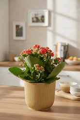 Kalanchoe Rosalina Don Justino — Flaming Katy — Ø14 cm — H30 cm + ELHO Vibes Fold jaune - Verdeia