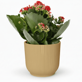 Kalanchoe Rosalina Don Justino — Flaming Katy — Ø14 cm — H30 cm + ELHO Vibes Fold jaune - Verdeia