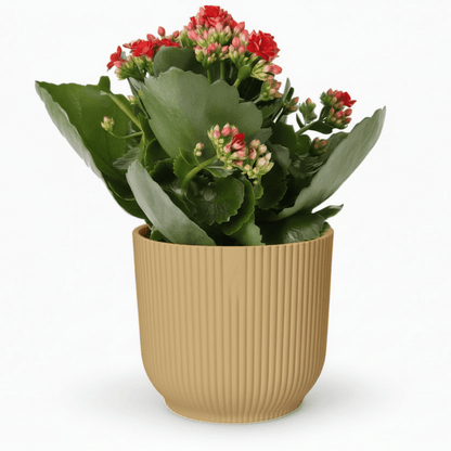 Kalanchoe Rosalina Don Justino — Flaming Katy — Ø14 cm — H30 cm + ELHO Vibes Fold jaune - Verdeia