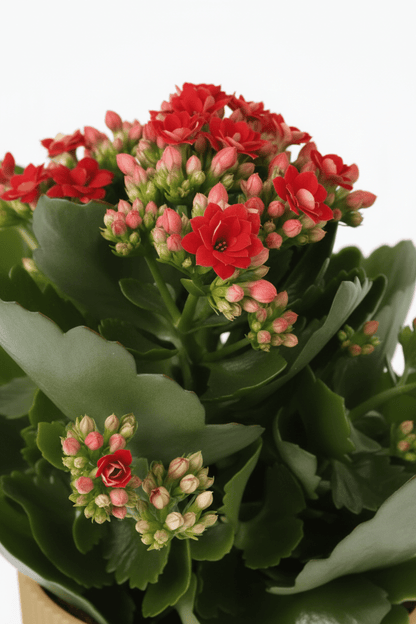 Kalanchoe Rosalina Don Justino — Flaming Katy — Ø14 cm — H30 cm + ELHO Vibes Fold jaune - Verdeia