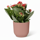 Kalanchoe Rosalina Don Justino — Flaming Katy — Ø14 cm — H30 cm + ELHO Vibes Fold rose - Verdeia