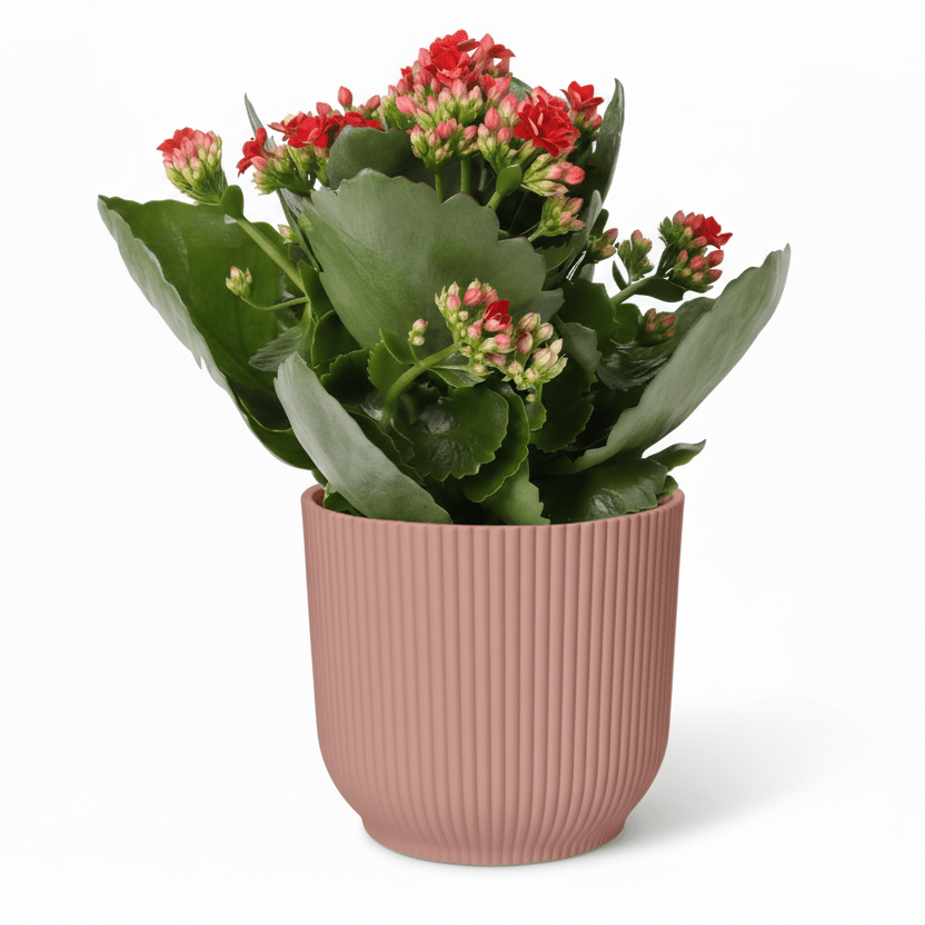 Kalanchoe Rosalina Don Justino — Flaming Katy — Ø14 cm — H30 cm + ELHO Vibes Fold rose - Verdeia