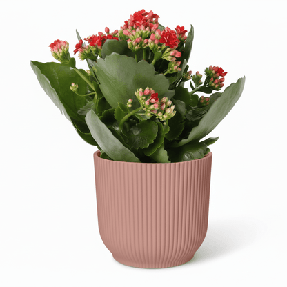 Kalanchoe Rosalina Don Justino — Flaming Katy — Ø14 cm — H30 cm + ELHO Vibes Fold rose - Verdeia