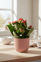 Kalanchoe Rosalina Don Justino — Flaming Katy — Ø14 cm — H30 cm + ELHO Vibes Fold rose - Verdeia