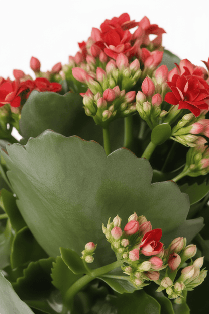 Kalanchoe Rosalina Don Justino — Flaming Katy — Ø14 cm — H30 cm + ELHO Vibes Fold rose - Verdeia