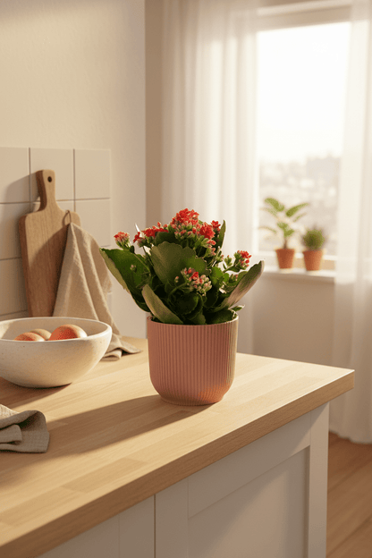 Kalanchoe Rosalina Don Justino — Flaming Katy — Ø14 cm — H30 cm + ELHO Vibes Fold rose - Verdeia