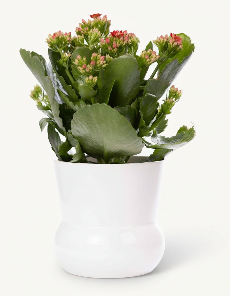 Kalanchoe rouge – Pot céramique blanc (Ø12 x H27 cm) - Verdeia