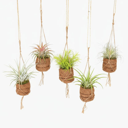Kokodama Birdnest Tillandsia Mix - 8 pièces - 7 x 5cm - Verdeia