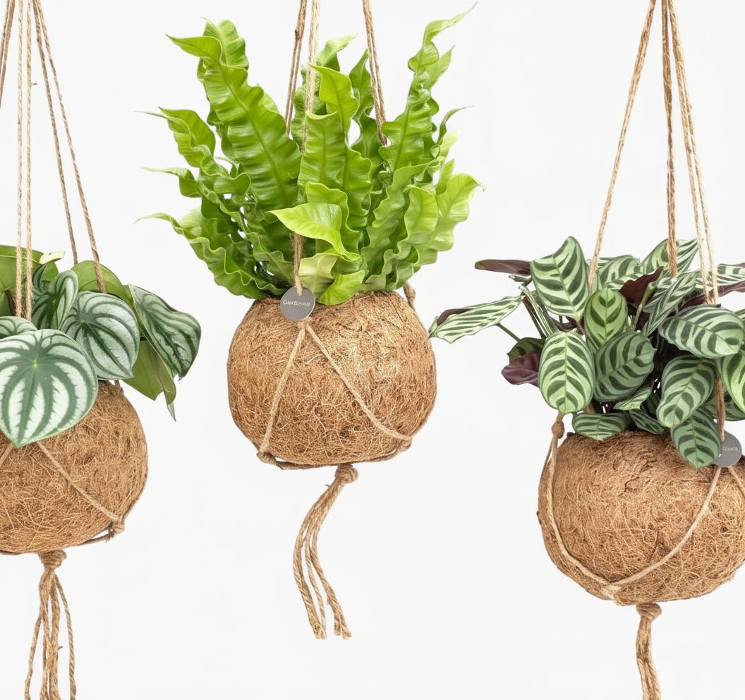 Kokodama Jungle Mix — Lot de 3 — Ø17 cm — H28 cm - Verdeia