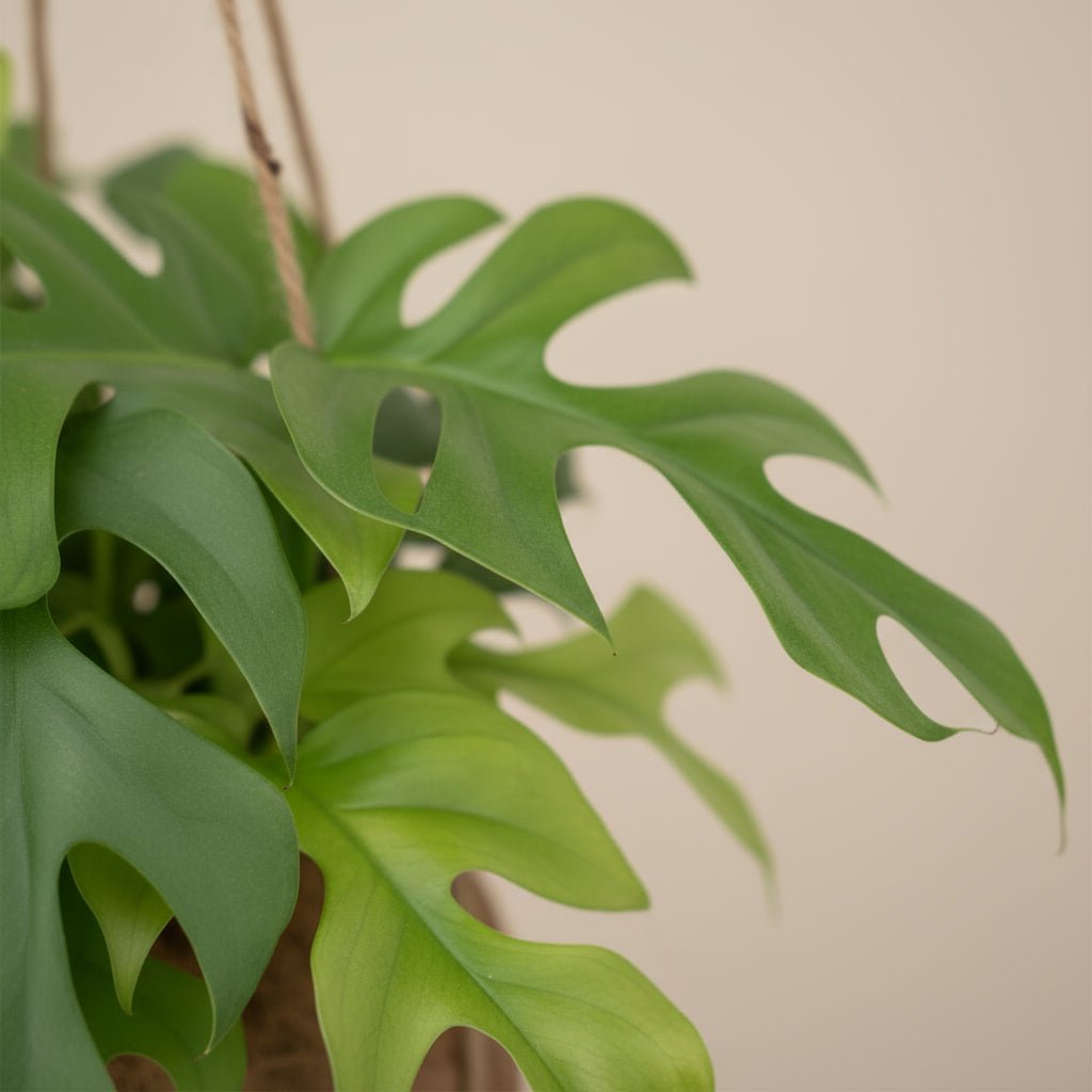 Kokodama Monstera Minima – Plante suspendue tropicale – Ø15cm – ↕25cm - Verdeia