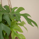 Kokodama Monstera Minima – Plante suspendue tropicale – Ø15cm – ↕25cm - Verdeia