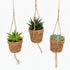 Kokopot String — Trio de Succulentes Suspendues - 10 x 15 cm - Verdeia