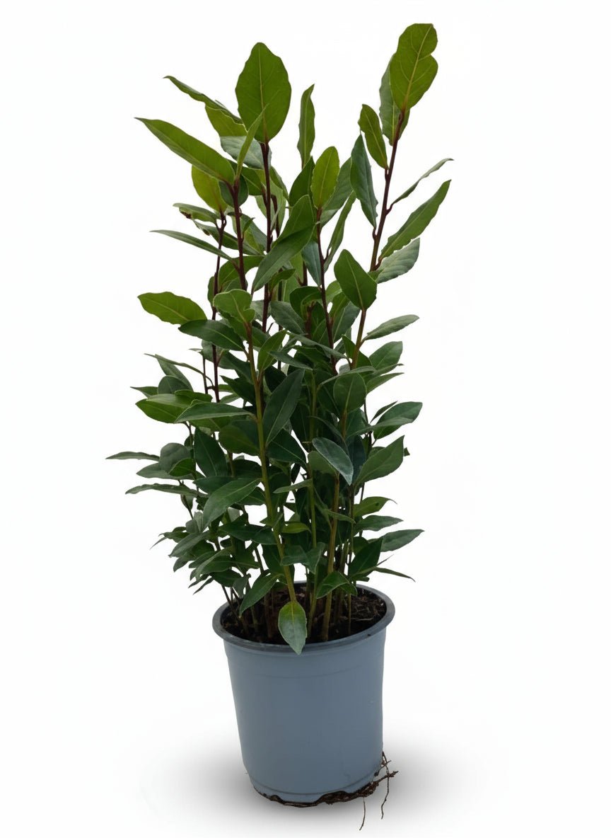 Laurus nobilis — Laurier noble sur tige - Verdeia