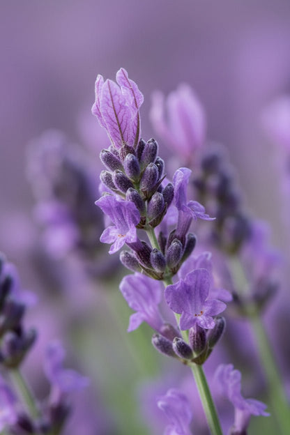 Lavande Hidcote Blue — Lavandula angustifolia — Ø12 cm — H20 cm - Verdeia
