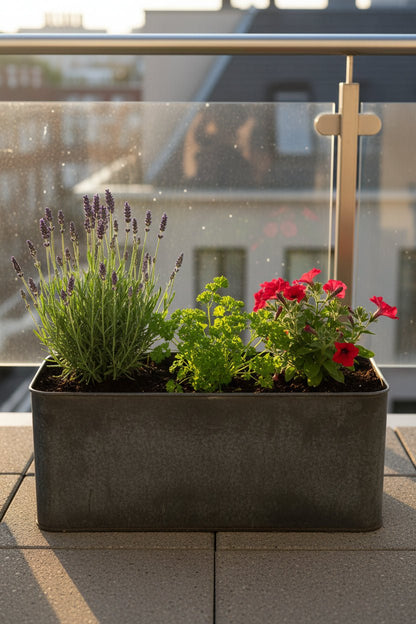 Lavande Hidcote Blue — Lavandula angustifolia — Ø12 cm — H20 cm - Verdeia