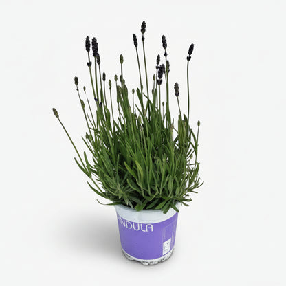 Lavande Hidcote Blue — Lavandula angustifolia — Ø12 cm — H20 cm - Verdeia
