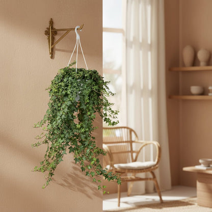 Lierre Hedera Helix Pittsburgh - Verdeia