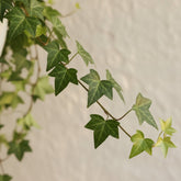 Lierre Hedera Helix Pittsburgh - Verdeia