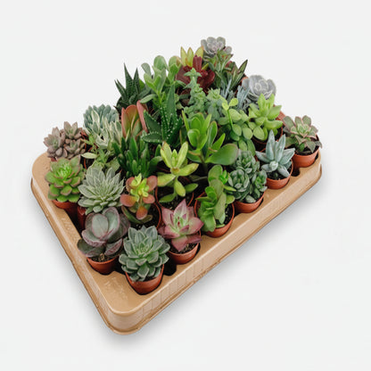 Lot de 30 Succulentes Variées — Ø5,5 cm - Verdeia