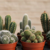 Lot de 6 Cactus - 12 x 20 cm - Verdeia