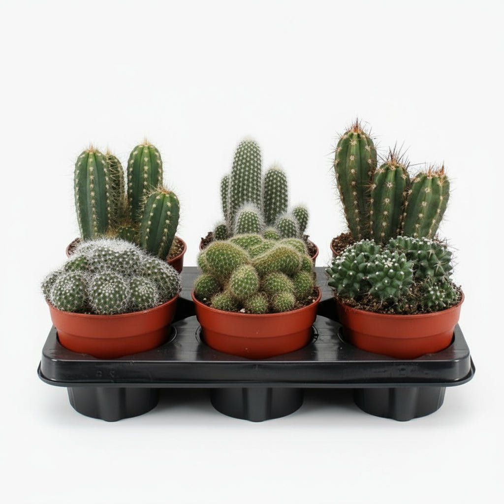 Lot de 6 Cactus - 12 x 20 cm - Verdeia