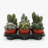 Lot de 6 Cactus - 12 x 20 cm - Verdeia