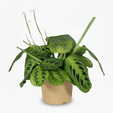 Maranta leuconeura ‘Fascinator Lemon Lime’ - Plante de prière - Verdeia