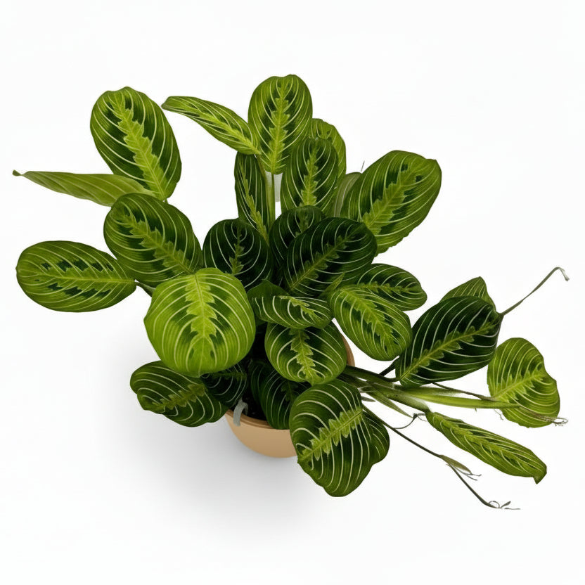 Maranta leuconeura ‘Fascinator Lemon Lime’ - Plante de prière - Verdeia