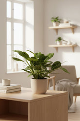 Maranta Leuconeura &