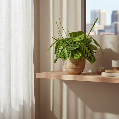 Maranta leuconeura ‘Fascinator Lemon Lime’ - Plante de prière - Verdeia