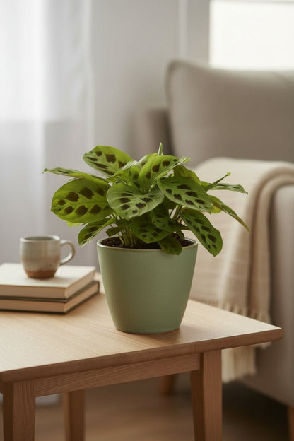 Maranta Leuconeura Kerchoveana — Plante de prière — Ø12 cm — H30 cm - Verdeia