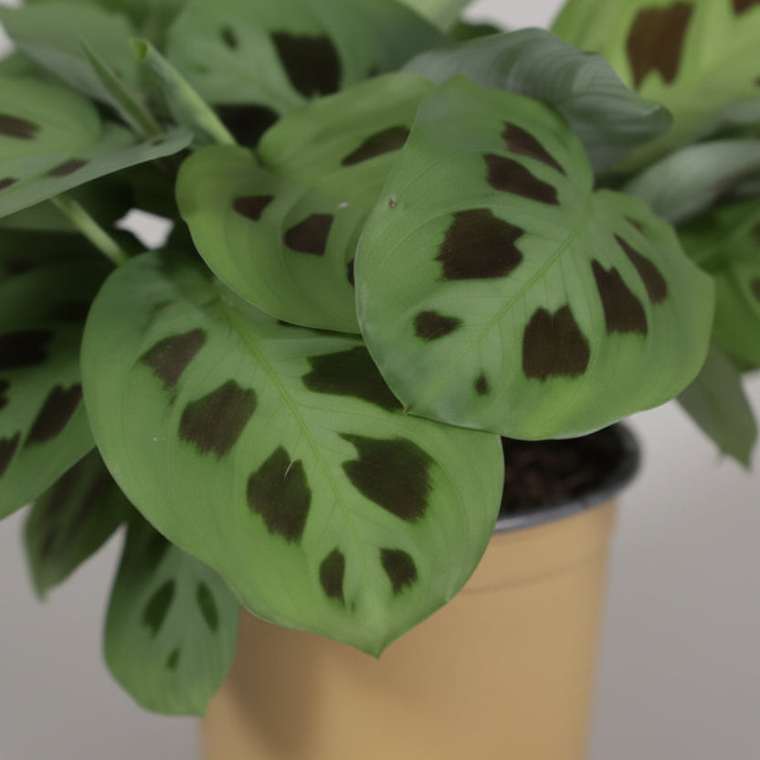 Maranta Leuconeura Kerchoveana — Plante de prière — Ø12 cm — H30 cm - Verdeia