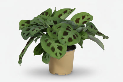 Maranta Leuconeura Kerchoveana — Plante de prière — Ø12 cm — H30 cm - Verdeia