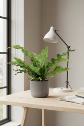 Microsorum Diversifolium — Fougère kangourou — Ø17 cm — H45 cm - Verdeia