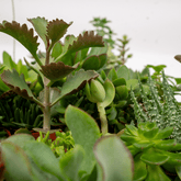 Mix de 10 Succulentes — Plantes grasses assorties — Ø5,5 cm — H7 cm - Verdeia